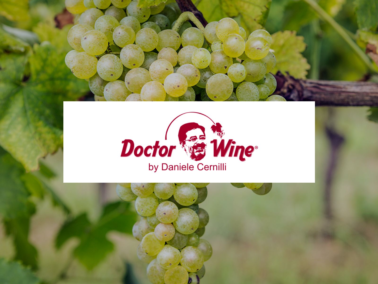 6 vini bianchi campani da uve rare