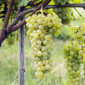 Pallagrello Bianco
