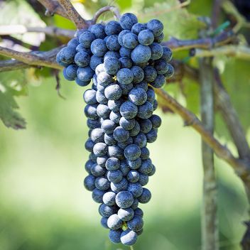 Pallagrello Nero