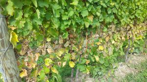 Boundary Breaks Vineyards
