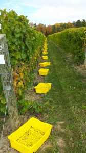 Boundary Breaks Vineyards