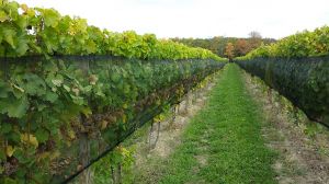 Boundary Breaks Vineyards