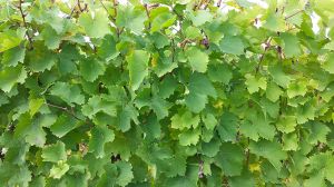 Boundary Breaks Vineyards