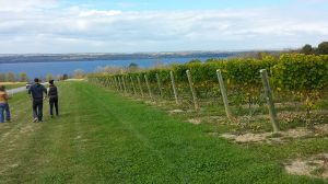 Boundary Breaks Vineyards